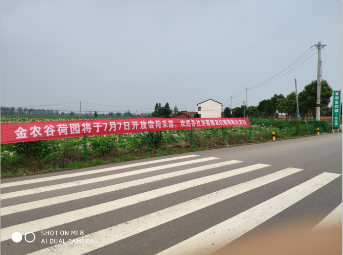 金農(nóng)谷荷園即將開園啦